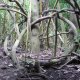 83- Les arbres tortueux dans la foret 